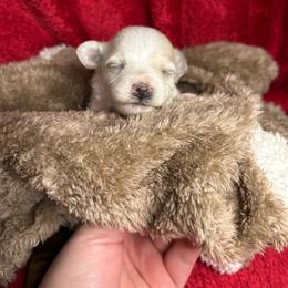 Cara - Cream female Maltipoo puppy in Clover, South Carolina from Cudi’s Buddies