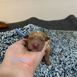 Hermes - Dark golden male Golden Retriever puppy in Jacksonville, Florida from River City Goldens