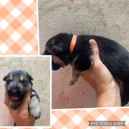 German Shepherd Puppies from Das Müller Hund Haus