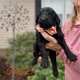 Giblet - Black male Goldendoodle puppy in Mocksville, North Carolina from Little Bear Doodles