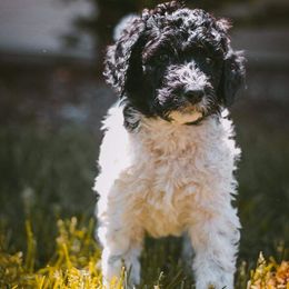 Poodle Puppies from Farmington Ridge llc