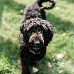 Labradoodles from CB's Doodles