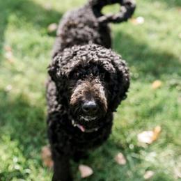 Labradoodles from CB's Doodles