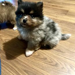 Blue Merle boy 1 - Blue merle male Pomeranian puppy in Clinton, Tennessee from Liza’s Aussies & Poms
