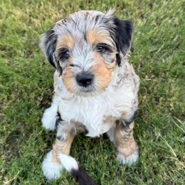 Stormy - Blue merle male Aussiedoodle puppy in Mesa, Arizona from Sweet AZ Doodles