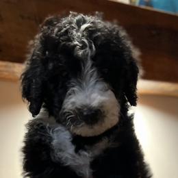Ruth -  female - Black and white Sheepadoodle puppy in Surprise, Arizona from Desert Lily Doodles