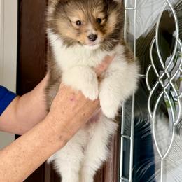 Shane - Sable and white male Shetland Sheepdog puppy in Trenton, Michigan from Leigh Hi Shelties