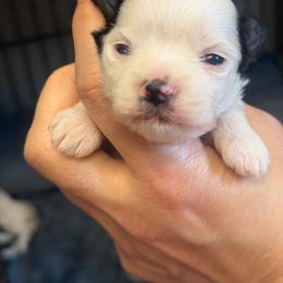 Snicker - Black male Morkie puppy in Winston Salem, North Carolina from Patty’s Paws