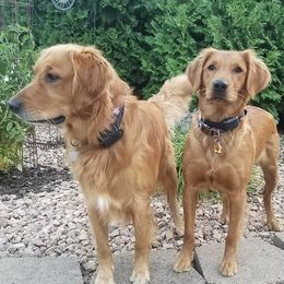 Golden Retrievers from Vickie Erickson