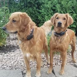 Golden Retrievers from Vickie Erickson