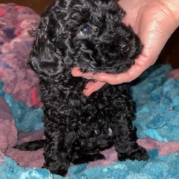 Cockapoo, Double Doodle, Goldendoodle, Poodle, and Shihpoo Puppies from Peace, Love, and Puppies at the Creek