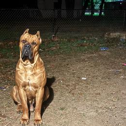The judge - Cane Corso