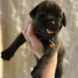 Orange - Black brindle male Cane Corso puppy in Opelousas, Louisiana from Azelees Cane Corso