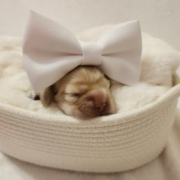 Cocker Spaniel Puppies from Lupine Cocker Spaniels