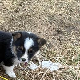Brix - Black and white female American Corgi puppy in Tonasket, Washington from Highland corgis