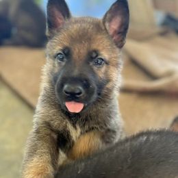 German Shepherd Puppies from Vom Burmeister Kennel