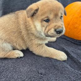 Rubble - Sesame male Shiba Inu puppy in Columbus Junction, Iowa from Liz's Shiba Inu