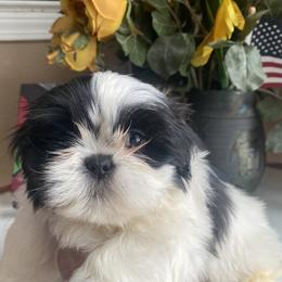 Girl 1 - Tricolor female Shih Tzu puppy in Troy, Michigan from "Shihtzu Best Friend"