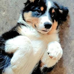 KNIGHT - Black tri-color male Australian Shepherd puppy in Elk Creek, Missouri from Hearts on Fire Australian Shepherds