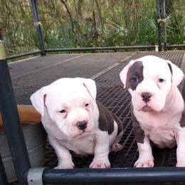 American Bully Puppies from Bolt Action Kennel