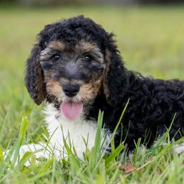 Mrs. Hughes - Parti female Poodle puppy in Grimsley, Tennessee from Above Standard Poodles
