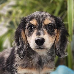 Petey 3775 - Dapple male Dachshund puppy in Ben Wheeler, Texas from Anytime Dachshunds by D.B.