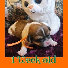 Cavatzu Puppies from Pulley Puppies