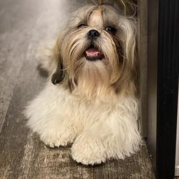Shih Tzu Puppies from Willow Lane Shih Tzus