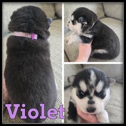 Violet - Black and white female Siberian Husky puppy in Merrill, Michigan from Haase Family Kennels