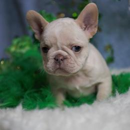 Orange Juice - Cream male French Bulldog puppy in Warsaw, New York from Hillview Kennels