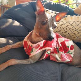 Chica - American Hairless Terrier
