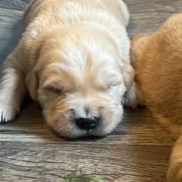 Golden Retriever Puppies from Lake Champlain Goldens