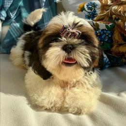Aster - Black and white male Shih Tzu puppy in North Carolina from WillowCreek Mountain View Shih Tzu