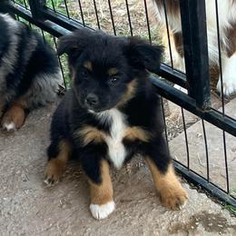 Blanch - Black tri female Toy Australian Shepherd puppy in Nocona, Texas from Rafter O Toy Aussies and Mini Heelers