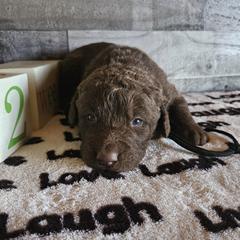 Boy 2 "Black" - Chesapeake Bay Retriever puppy from Creekside Chesapeakes