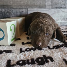 Boy 2 "Black" - Chesapeake Bay Retriever puppy from Creekside Chesapeakes