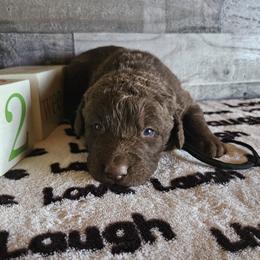 Boy 2 "Black" - Chesapeake Bay Retriever puppy from Creekside Chesapeakes