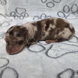 Chocolate Dapple Boy - Dapple male Dachshund puppy in Choctaw, Oklahoma from TS Performance Horses & Dachshunds