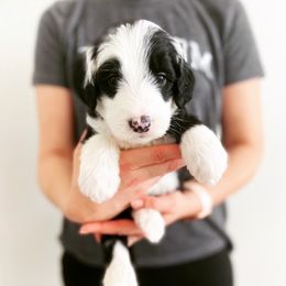 Bernedoodle, Bernese Mountain Dog, Old English Sheepdog, Poodle, and Sheepadoodle Puppies from VonDoodles Bernedoodles & Sheepadoodles