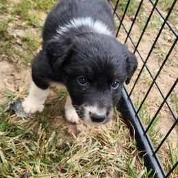 Boy 6 - Australian Shepherd puppy in West Virginia from Heartfelt Hollow Farm