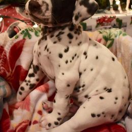 Dalmatian and Labrador Retriever Puppies from ECMO Farm Dalmatians & ECMO Farm Fox Red Labs