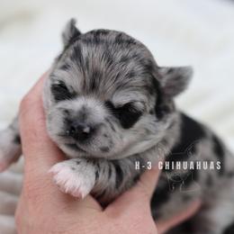 Girl 1 - Merle female Chihuahua puppy in Tulsa, Oklahoma from H-3 Chihuahuas