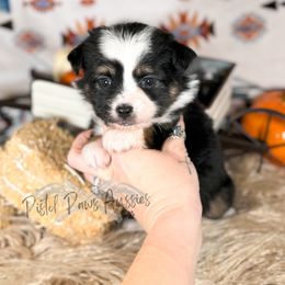 Farah - Black tri female Toy Australian Shepherd puppy in Liberty Hill, Texas from Pistol Paws Aussies