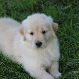 Golden Retriever Puppies from SunKissed Golden Retrievers