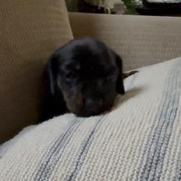 Boy 1 - male Dachshund puppy in La Fayette, Illinois from Dachshunds of Tales