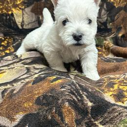 Boy 2 - White male West Highland White Terrier puppy in Scurry, Texas from Karen Williams's West Highland White Terriers
