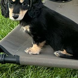 Dachshunds from Holiday Dachshunds