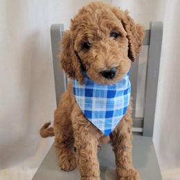 Willy (Gray Collar) - Apricot male Goldendoodle puppy in Lincoln, California from Lincoln Goldendoodles