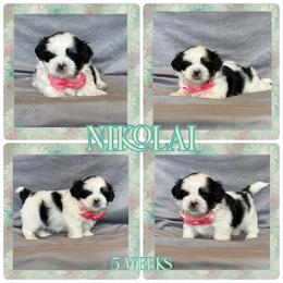 Nikolai - Tricolor male Shih Tzu puppy in Yelm, Washington from Lala's All Star Shih Tzu