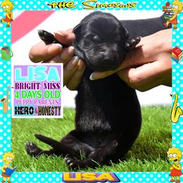 LISA -- BRIGHT GIRL - Black female German Shepherd puppy in Murrieta, California from Diamond Oaks German Shepherds